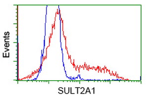 SULT2A1 / Sulfotransferase 2A1 Antibody - HEK293T cells transfected with either overexpress plasmid (Red) or empty vector control plasmid (Blue) were immunostained by anti-SULT2A1 antibody, and then analyzed by flow cytometry.