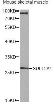 SULT2A1 / Sulfotransferase 2A1 Antibody - Western blot analysis of extracts of mouse skeletal muscle, using SULT2A1 antibody at 1:2000 dilution. The secondary antibody used was an HRP Goat Anti-Rabbit IgG (H+L) at 1:10000 dilution. Lysates were loaded 25ug per lane and 3% nonfat dry milk in TBST was used for blocking. An ECL Kit was used for detection and the exposure time was 50s.