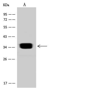 SULT2A1 / Sulfotransferase 2A1 Antibody - Anti-SULT2A1 rabbit polyclonal antibody at 1:10000 dilution. Lane A: HepG2 Whole Cell Lysate. Lysates/proteins at 30 ug per lane. Secondary: Goat Anti-Rabbit IgG (H+L)/HRP at 1/10000 dilution. Developed using the ECL technique. Performed under reducing conditions. Predicted band size: 34 kDa. Observed band size: 34 kDa.
