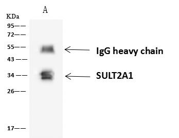 SULT2A1 / Sulfotransferase 2A1 Antibody - SULT2A1 was immunoprecipitated using: Lane A: 0.5 mg HepG2 Whole Cell Lysate. 4 uL anti-SULT2A1 rabbit polyclonal antibody and 60 ug of Immunomagnetic beads Protein A/G. Primary antibody: Anti-SULT2A1 rabbit polyclonal antibody, at 1:100 dilution. Secondary antibody: Goat Anti-Rabbit IgG (H+L)/HRP at 1/10000 dilution. Developed using the ECL technique. Performed under reducing conditions. Predicted band size: 34 kDa. Observed band size: 34 kDa.