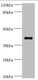 SULT2B1 / Sulfotransferase 2B1 Antibody - Western blot All lanes: Sulfotransferase family cytosolic 2B member 1 antibody at 4µg/ml + MCF-7 whole cell lysate Secondary Goat polyclonal to rabbit IgG at 1/10000 dilution Predicted band size: 42, 40 kDa Observed band size: 42 kDa