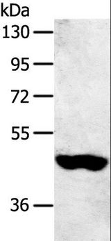 SULT2B1 / Sulfotransferase 2B1 Antibody - Western blot analysis of 231 cell, using SULT2B1 Polyclonal Antibody at dilution of 1:800.