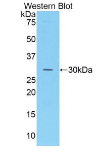 SUMF1 Antibody - Western blot of recombinant SUMF1.  This image was taken for the unconjugated form of this product. Other forms have not been tested.