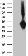 SUMF1 Antibody - HEK293T cells were transfected with the pCMV6-ENTRY control. (Left lane) or pCMV6-ENTRY SUMF1. (Right lane) cDNA for 48 hrs and lysed
