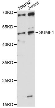 SUMF1 Antibody - Western blot analysis of extracts of various cell lines, using SUMF1 antibody at 1:1000 dilution. The secondary antibody used was an HRP Goat Anti-Rabbit IgG (H+L) at 1:10000 dilution. Lysates were loaded 25ug per lane and 3% nonfat dry milk in TBST was used for blocking. An ECL Kit was used for detection and the exposure time was 60s.