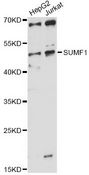 SUMF1 Antibody - Western blot analysis of extracts of various cell lines, using SUMF1 antibody at 1:1000 dilution. The secondary antibody used was an HRP Goat Anti-Rabbit IgG (H+L) at 1:10000 dilution. Lysates were loaded 25ug per lane and 3% nonfat dry milk in TBST was used for blocking. An ECL Kit was used for detection and the exposure time was 60s.