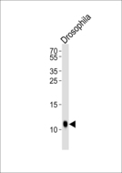 SUMO Antibody - Western blot of lysate from Drosophila tissue lysate, using SUMO Antibody (V52) (Drosophila). Antibody was diluted at 1:1000. A goat anti-rabbit IgG H&L (HRP) at 1:10000 dilution was used as the secondary antibody. Lysate at 35ug.