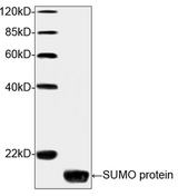 SUMO Antibody - Western blot analysis of Yeast cell lysates using SUMO-tag Antibody (4G11E9), mAb, Mouse The signal was developed with IRDye TM 800 Conjugated Goat Anti-Mouse IgG. Predicted Size: 12 kD Observed Size: 12 kD