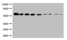 SUMO Tag Antibody - WB:SUMO-tagged fusion protein(20ng/ml) was subjected to SDS-PAGE followed by Western Blot at dilution of Lane 1:1000  Lane 4:8000  Lane 7:64000 Lane 2:2000  Lane 5:16000  Lane 8:128000 Lane 3:4000  Lane 6:32000  Lane 9:256000 Secondary Goat polyclonal to Mouse IgG at 1/5000 dilution Predicted band size:55kd Observed band size:55kd