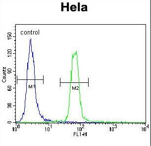SUMO1 / SMT3 Antibody - SUMO1 Antibody flow cytometry of HeLa cells (right histogram) compared to a negative control cell (left histogram). FITC-conjugated goat-anti-rabbit secondary antibodies were used for the analysis.