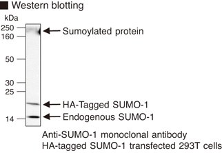 SUMO1 / SMT3 Antibody