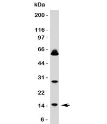 SUMO1 / SMT3 Antibody - Western blot testing of SUMO1 antibody and HeLa lysate.  This image was taken for the unmodified form of this product. Other forms have not been tested.