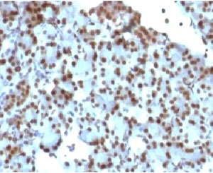 SUMO1 / SMT3 Antibody - IHC staining of rat pancreas with SUMO1 antibody (clone S1MT-2).  This image was taken for the unmodified form of this product. Other forms have not been tested.