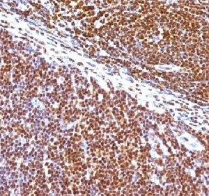 SUMO1 / SMT3 Antibody - IHC staining of human tonsil with SUMO1 antibody (clone S1MT-2).  This image was taken for the unmodified form of this product. Other forms have not been tested.