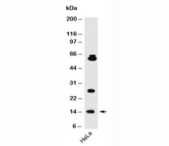 SUMO1 / SMT3 Antibody - SUMO1 antibody SM1/495 western blot.  This image was taken for the unmodified form of this product. Other forms have not been tested.