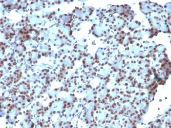 SUMO1 / SMT3 Antibody - Formalin-fixed, paraffin-embedded rat pancreas stained with SUMO-1 antibody (SUMO1/1188).  This image was taken for the unmodified form of this product. Other forms have not been tested.