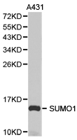 SUMO1 / SMT3 Antibody - Western blot of extracts of A431 cell line, using SUMO1 antibody.