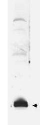 SUMO1 / SMT3 Antibody - Anti-SUMO Antibody - Western Blot. Western blot of hSUMO fusion protein. Anti-SUMO antibody, generated by immunization with recombinant human SUMO, was tested by western blot against a SUMO-GFP fusion protein after cleavage by proteases. Dilution of the antibody between 1:1000 and 1:5000 showed strong reactivity specifically with the SUMO portion of the fusion protein (arrowhead). In this blot the antibody was used at a 1:2000 dilution incubated overnight at 4° C in 5% non-fat dry milk in TTBS. Detection occurred using a 1:2000 dilution of HRP-labeled Donkey anti-Rabbit IgG (code # LS-C60943) for 1 hour at room temperature. A chemiluminescence system was used for signal detection (Roche). Other detection systems will yield similar results. Data contributed by M. Malakhov, www. lifesensors. com, personal communication.