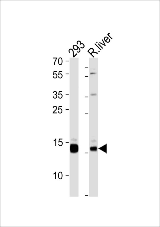 SUMO1 / SMT3 Antibody - SUMO3 Antibody western blot of 293 cell line and rat liver tissue lysates (35 ug/lane). The SUMO3 antibody detected the SUMO3 protein (arrow).