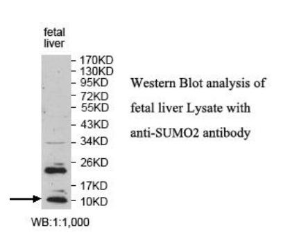 SUMO2 Antibody - Western blot of SUMO2 antibody