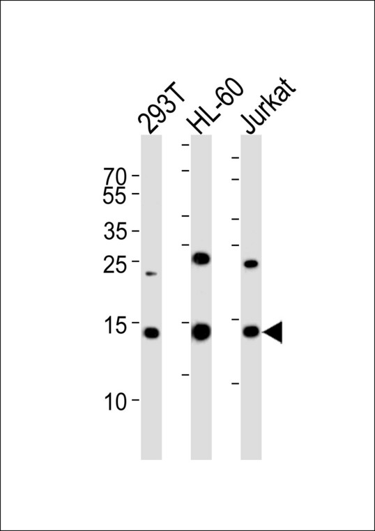 SUMO2 Antibody - Western blot of lysates from 293T, HL-60, Jurkat cell line (from left to right), using SUMO2 Antibody. Antibody was diluted at 1:1000 at each lane. A goat anti-rabbit IgG H&L (HRP) at 1:5000 dilution was used as the secondary antibody. Lysates at 35ug per lane.