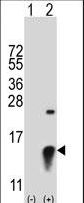 SUMO2 Antibody - Western blot of SUMO2 (arrow) using rabbit polyclonal SUMO2 Antibody. 293 cell lysates (2 ug/lane) either nontransfected (Lane 1) or transiently transfected (Lane 2) with the SUMO2 gene.