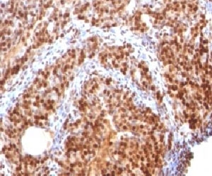SUMO2 Antibody - Formalin-fixed, paraffin-embedded rat ovary stained with SUMO-2 antibody.  This image was taken for the unmodified form of this product. Other forms have not been tested.