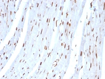 SUMO2 Antibody - Formalin-fixed, paraffin-embedded rat heart stained with SUMO-2 antibody.  This image was taken for the unmodified form of this product. Other forms have not been tested.