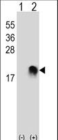 SUMO2 Antibody - Western blot of SUMO2/3 (arrow) using rabbit polyclonal SUMO2/3 Antibody (M1). 293 cell lysates (2 ug/lane) either nontransfected (Lane 1) or transiently transfected (Lane 2) with the SUMO2/3 gene.