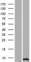 SUMO2 Protein - Western validation with an anti-DDK antibody * L: Control HEK293 lysate R: Over-expression lysate