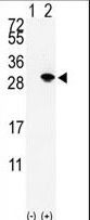 SUMO2 + SUMO3 Antibody - Western blot of SUMO3 (arrow) using rabbit polyclonal SUMO2/3 Antibody. 293 cell lysates (2 ug/lane) either nontransfected (Lane 1) or transiently transfected with the SUMO3 gene (Lane 2) (Origene Technologies).