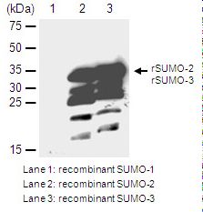 SUMO2 + SUMO3 Antibody