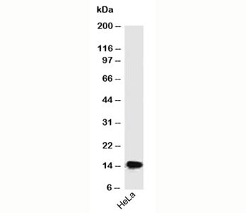 SUMO2 + SUMO3 Antibody - SUMO2/3 antibody SM23/496 western blot.  This image was taken for the unmodified form of this product. Other forms have not been tested.