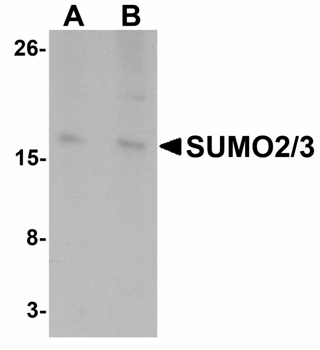 SUMO2 + SUMO3 Antibody - Western blot of SUMO3 in rat liver tissue lysate with SUMO3 antibody at (A) and (B) 2 ug/ml.