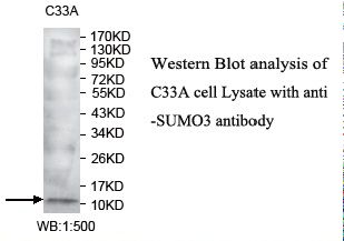 SUMO3 Antibody