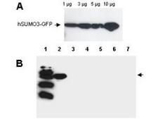 SUMO3 Antibody - Anti-Human SUMO-3 Antibody - Western Blot. Western blot analysis is shown using Affinity Purified anti-Human SUMO-3 antibody to detect GFP-SUMO fusion proteins (arrowheads). Panel A. Increasing concentrations of human GFP-SUMO-3 were run on a SDS-PAGE, transferred onto nitrocellulose, and blocked for 1 hour with 5% non-fat dry milk in TTBS, and probed overnight at 4°C with a 1:1000 dilution of anti-hSUMO-3 antibody in 5% non-fat dry milk in TTBS. Detection occurred using a 1:1000 dilution of HRP-labeled Donkey anti-Rabbit IgG for 1 hour at room temperature. A chemiluminescence system was used for signal detection (Roche). Panel B. Specificity of the antibody was confirmed by SDS-PAGE of 5 ug of various GFP-SUMO constructs followed by transfer onto nitrocellulose. Lanes: 1. MW marker, 2. GFP-human SUMO-3, 3. GFP-human SUMO-1, 4. GFP-yeast SUMO, 5. GFP-Arabidopsis thaliana, SUMO-1, 6. GFP- Arabidopsis thaliana SUMO-2, 7. GFP-tomato SUMO. After blocking for 1 hour with 5% non-fat dry milk in TTBS, the blot was probed overnight at 4°C with anti-hSUMO-3 antibody diluted and detected as above. Only the human GFP-SUMO-3 band was visualized by chemiluminescence, and no cross-reactivity with other SUMO family members was observed.