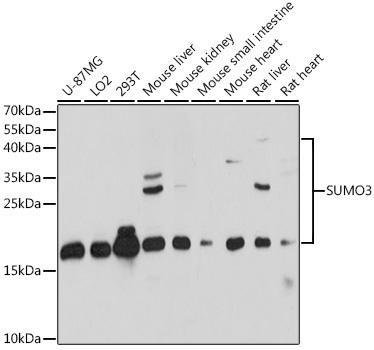 SUMO3 Antibody - Western blot analysis of extracts of various cell lines using SUMO3 Polyclonal Antibody at dilution of 1:1000.
