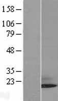 SUMO3 Protein - Western validation with an anti-DDK antibody * L: Control HEK293 lysate R: Over-expression lysate