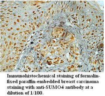 SUMO4 Antibody