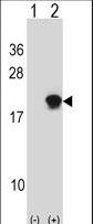 SUMO4 Antibody - Western blot of SUMO4 (arrow) using rabbit polyclonal SUMO4 Antibody. 293 cell lysates (2 ug/lane) either nontransfected (Lane 1) or transiently transfected (Lane 2) with the SUMO4 gene.
