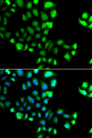 SUMO4 Antibody - Immunofluorescence analysis of A549 cells.