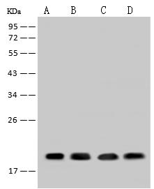 SUMO4 Antibody - Anti-SUMO4 rabbit polyclonal antibody at 1:500 dilution. Lane A: HepG2 Whole Cell Lysate. Lane B: 293T Whole Cell Lysate. Lane C: Jurkat Whole Cell Lysate. Lane D: U-251 MG Whole Cell Lysate. Lysates/proteins at 30 ug per lane. Secondary: Goat Anti-Rabbit IgG (H+L)/HRP at 1/10000 dilution. Developed using the ECL technique. Performed under reducing conditions. Predicted band size: 11 kDa. Observed band size: 19 kDa.