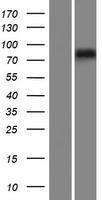 SUN1 Protein - Western validation with an anti-DDK antibody * L: Control HEK293 lysate R: Over-expression lysate
