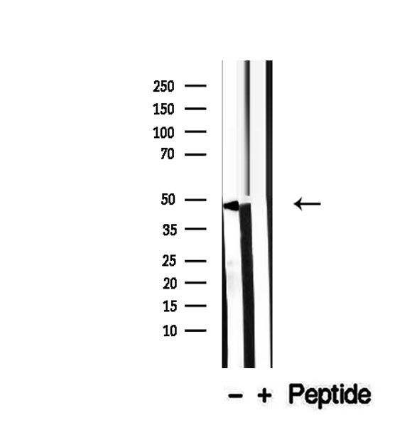 SUN5 / SPAG4L Antibody - Western blot analysis of extracts of HeLa cells using SPAG4L antibody.