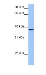 SUNC1 / SUN3 Antibody - HepG2 cell lysate. Antibody concentration: 1.0 ug/ml. Gel concentration: 12%.  This image was taken for the unconjugated form of this product. Other forms have not been tested.