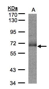 SUOX / Sulfite Oxidase Antibody - Sample (30 ug whole cell lysate). A: Hep G2 . 7.5% SDS PAGE. Sulfite Oxidase / SUOX antibody diluted at 1:500