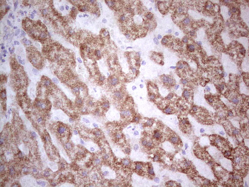 SUOX / Sulfite Oxidase Antibody - Immunohistochemical staining of paraffin-embedded Human liver tissue within the normal limits using anti-SUOX mouse monoclonal antibody. (Heat-induced epitope retrieval by 1 mM EDTA in 10mM Tris, pH8.5, 120C for 3min,