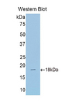 SUOX / Sulfite Oxidase Antibody - Western blot of recombinant Sulfite Oxidase / SUOX.  This image was taken for the unconjugated form of this product. Other forms have not been tested.