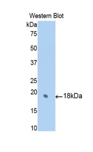 SUOX / Sulfite Oxidase Antibody - Western blot of recombinant Sulfite Oxidase / SUOX.  This image was taken for the unconjugated form of this product. Other forms have not been tested.