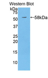 SUOX / Sulfite Oxidase Antibody - Western blot of recombinant Sulfite Oxidase / SUOX.